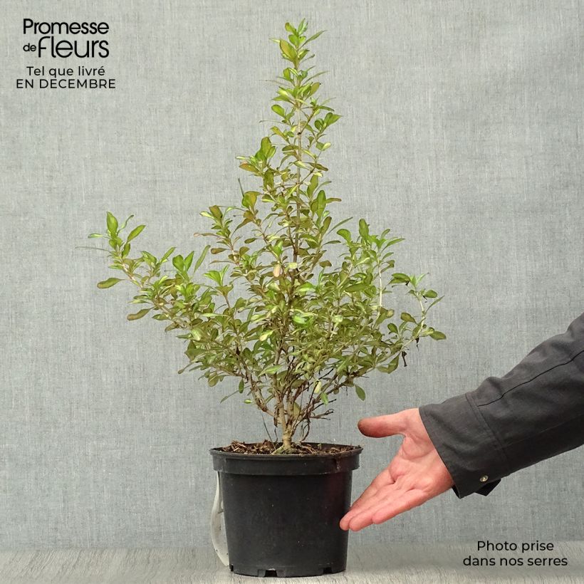 Exemplar von Coprosma Evening Glow Topf mit 2L/3L wie im Winter geliefert