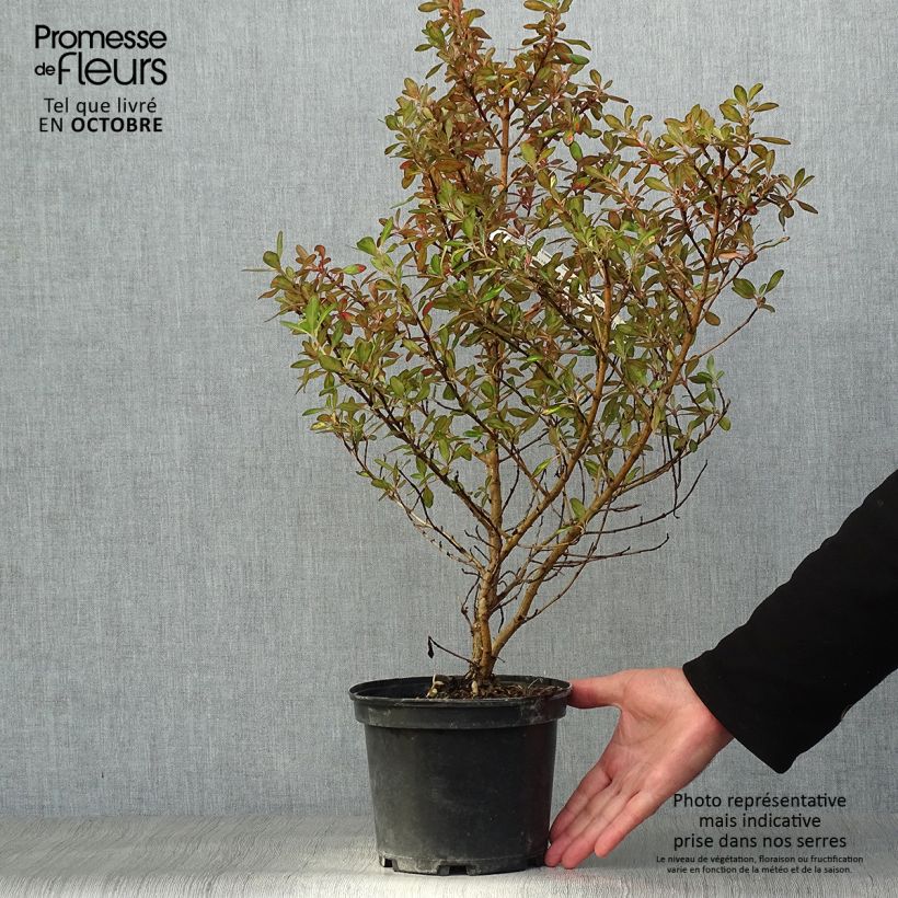 Exemplar von Coprosma Evening Glow Topf mit 2L/3L wie im Herbst geliefert