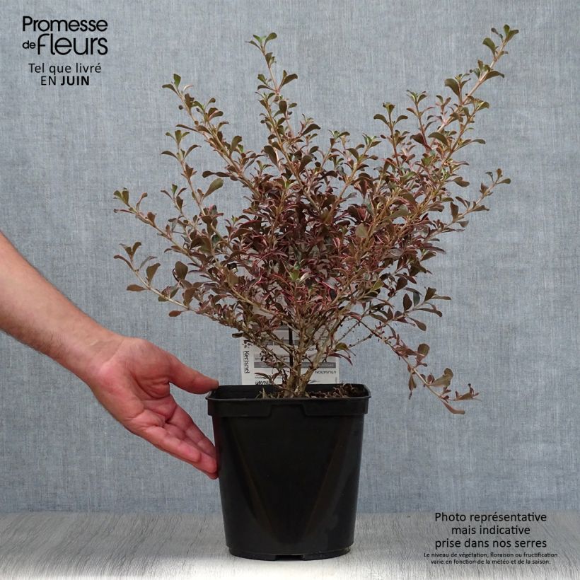 Exemplar von Coprosma repens Fire Burst Topf mit 3L/4L wie im Sommer geliefert