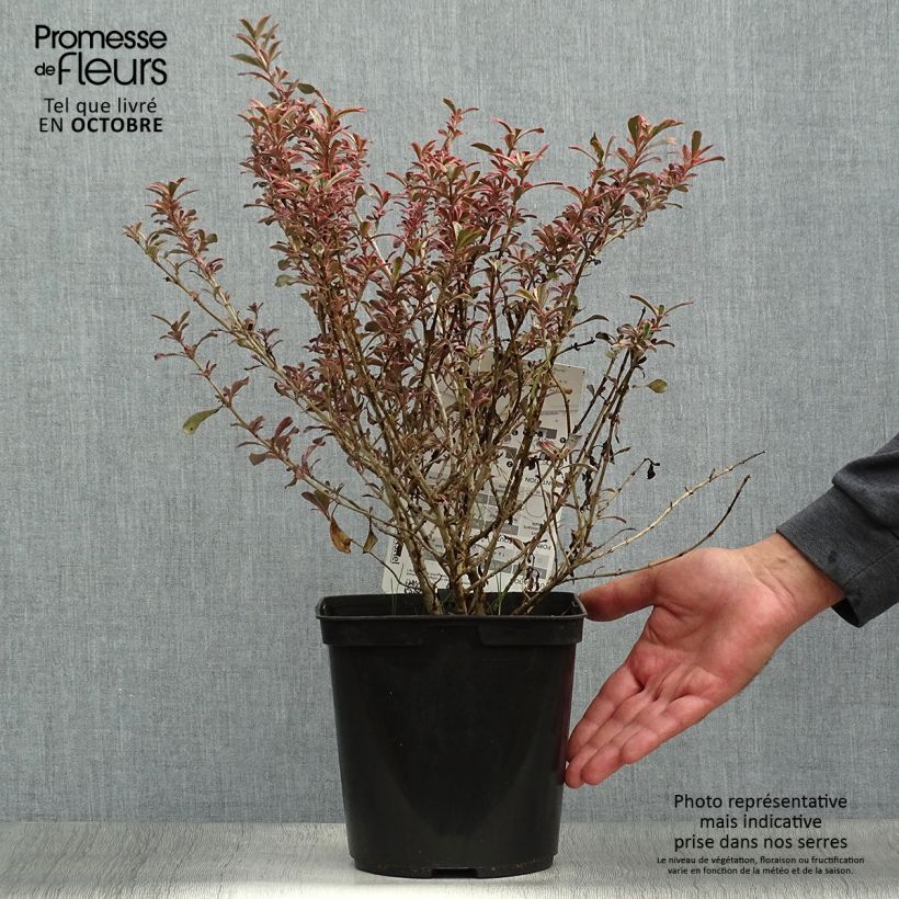 Exemplar von Coprosma repens Fire Burst Topf mit 3L/4L wie im Herbst geliefert