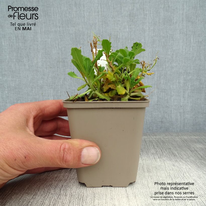 Exemplar von Arabis caucasica Bakkely - Kaukasische Gänsekresse Kleine Töpfe von 8/9 cm wie im Frühjahr geliefert