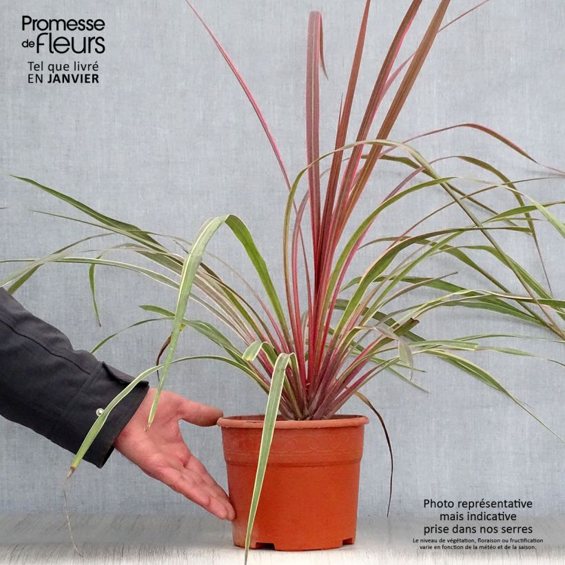 Exemplar von Cordyline banksii Can Can - Keulenlilie Topf mit 2L/3L wie im Winter geliefert
