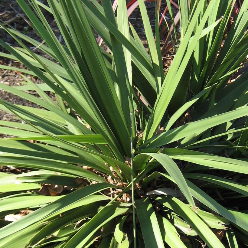 Cordyline australis Ti Tawhiti - Keulenlilie (Laub)