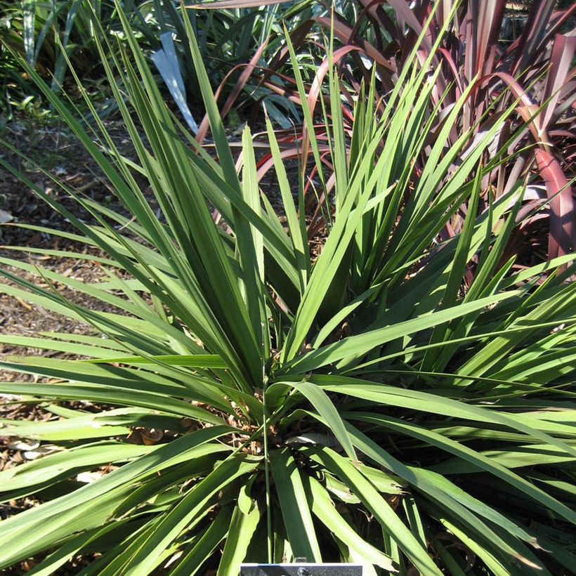 Cordyline australis Ti Tawhiti - Keulenlilie (Hafen)