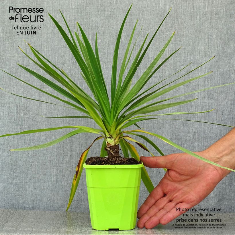 Exemplar von Cordyline australis Ti Tawhiti - Keulenlilie Topf mit 1L/1,5L wie im Sommer geliefert