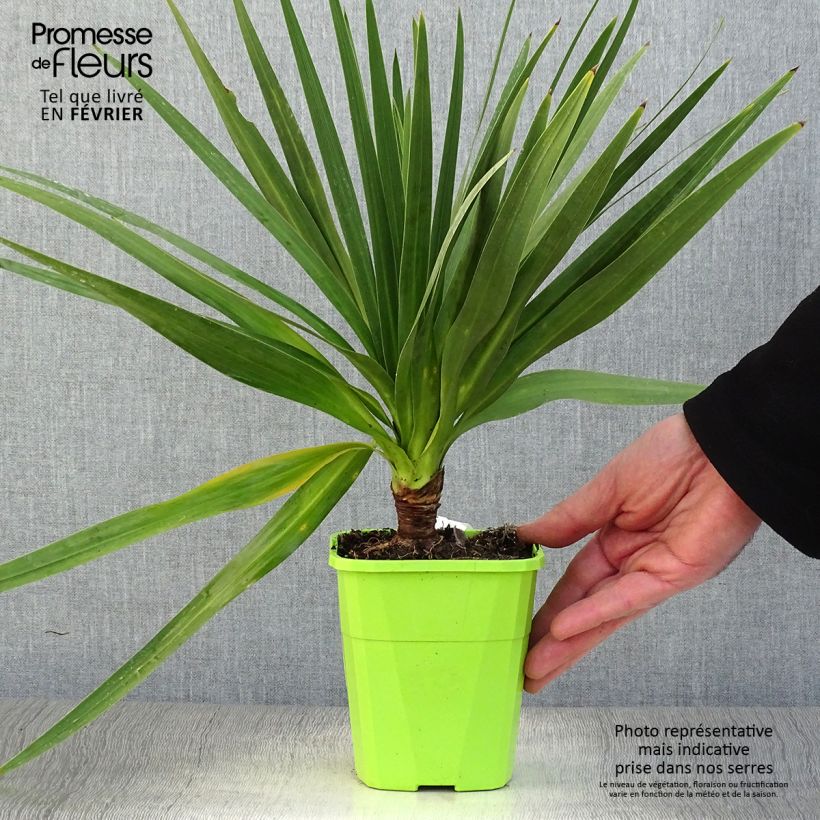 Exemplar von Cordyline australis Ti Tawhiti - Keulenlilie Topf mit 1L/1,5L wie im Winter geliefert