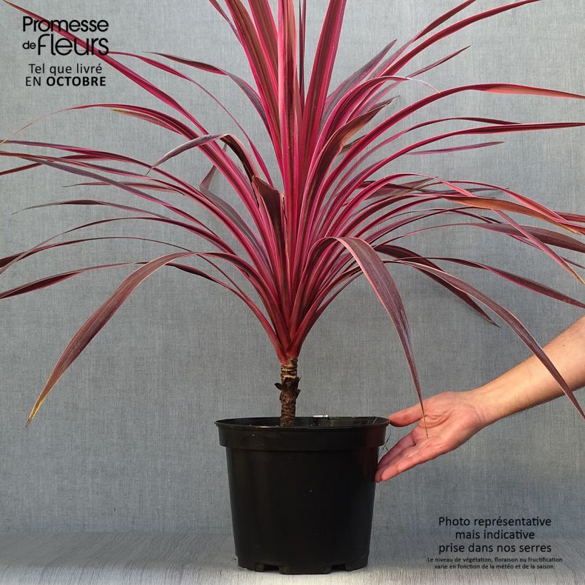 Exemplar von Cordyline australis Cherry Sensation - Keulenlilie Topf mit 6L/7L wie im Herbst geliefert