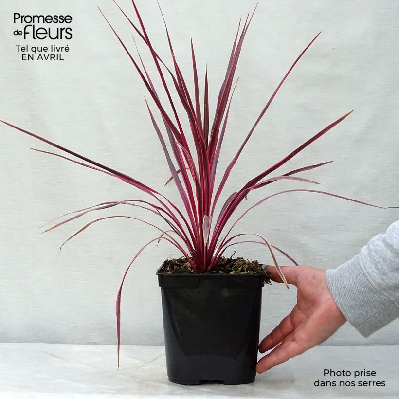 Exemplar von Cordyline australis Cherry Sensation - Keulenlilie Topf mit 2L/3L wie im Frühjahr geliefert