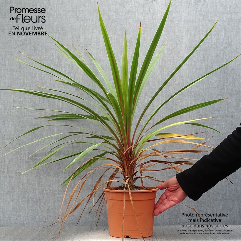 Exemplar von Cordyline australis Peko - Keulenlilie Topf mit 3L/4L wie im Herbst geliefert