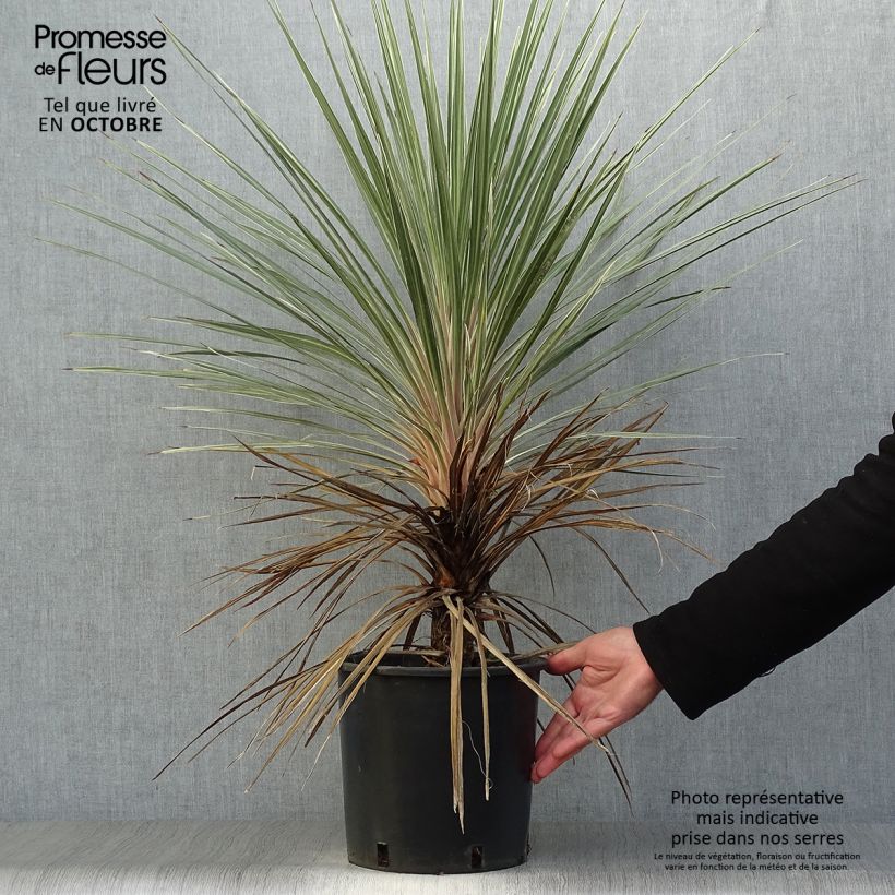 Exemplar von Cordyline australis Pink Champagne - Keulenlilie Topf mit 3L/4L wie im Herbst geliefert