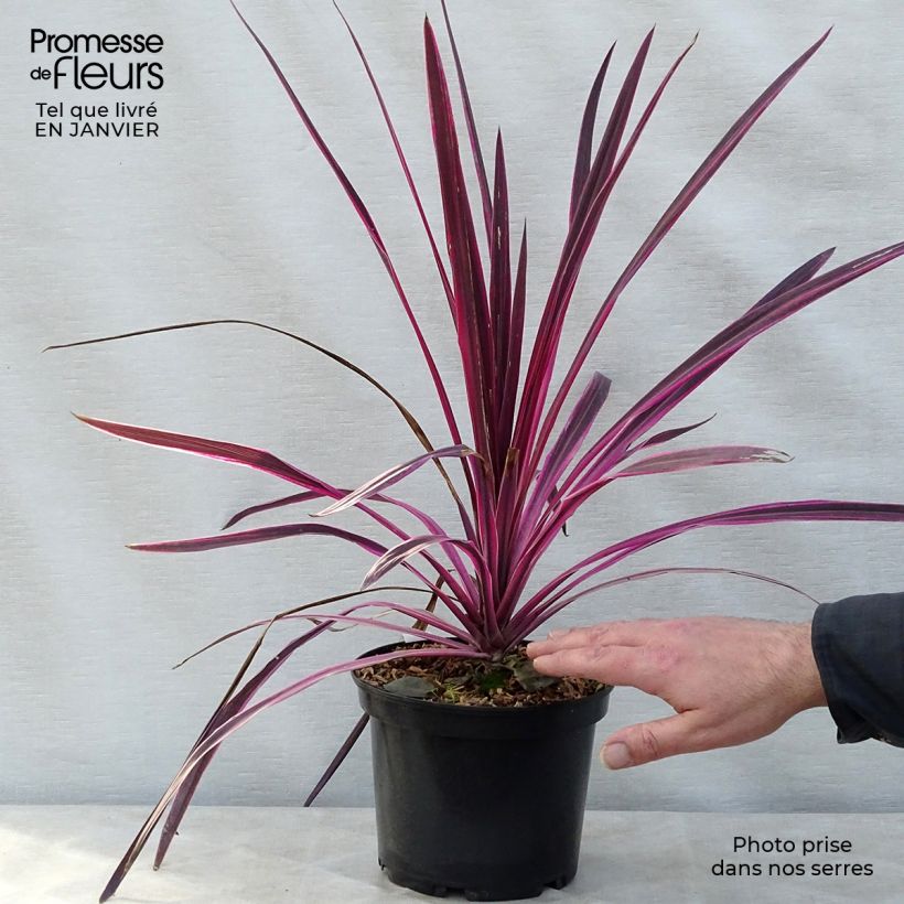 Exemplar von Cordyline australis Pink passion - Keulenlilie Topf mit 2L/3L wie im Winter geliefert