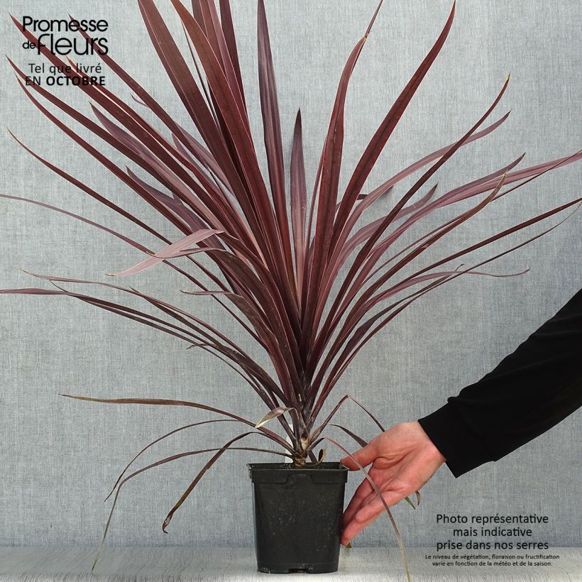 Exemplar von Cordyline australis Red Star - Keulenlilie Topf mit 2L/3L wie im Herbst geliefert