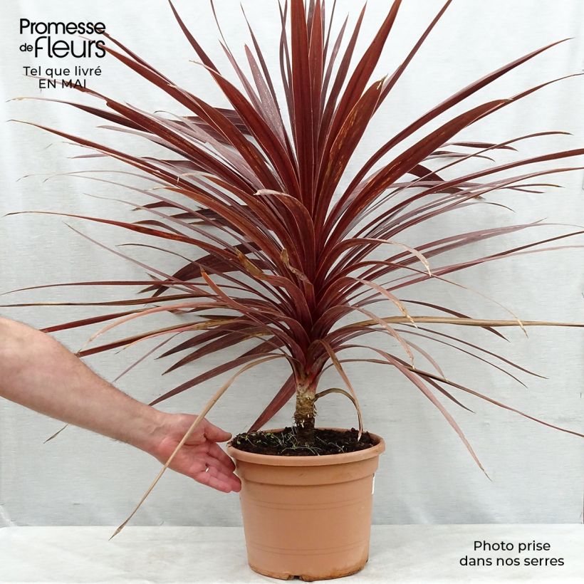 Exemplar von Cordyline australis Red Star - Keulenlilie Topf mit 7,5L/10L wie im Frühjahr geliefert