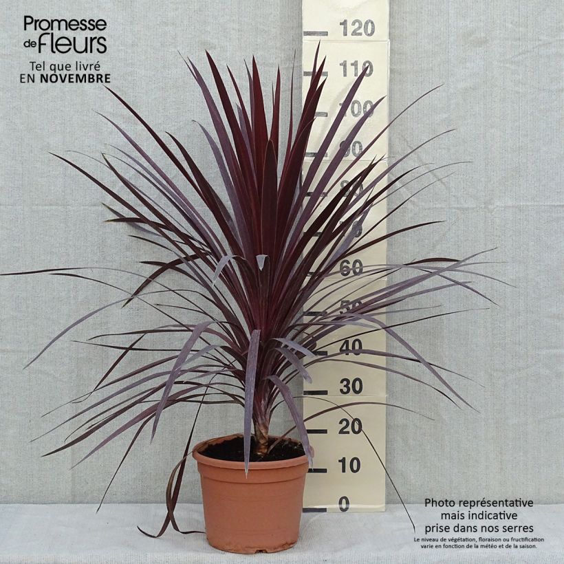 Exemplar von Cordyline australis Red Star - Keulenlilie Topf mit 7,5L/10L wie im Herbst geliefert