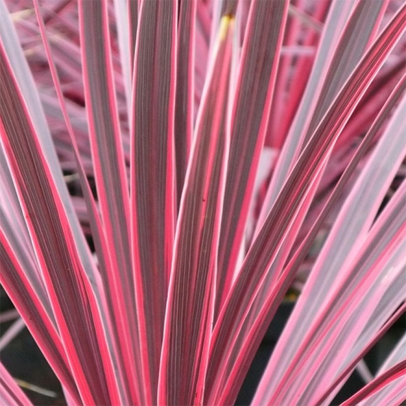 Cordyline australis Sunrise - Keulenlilie (Laub)