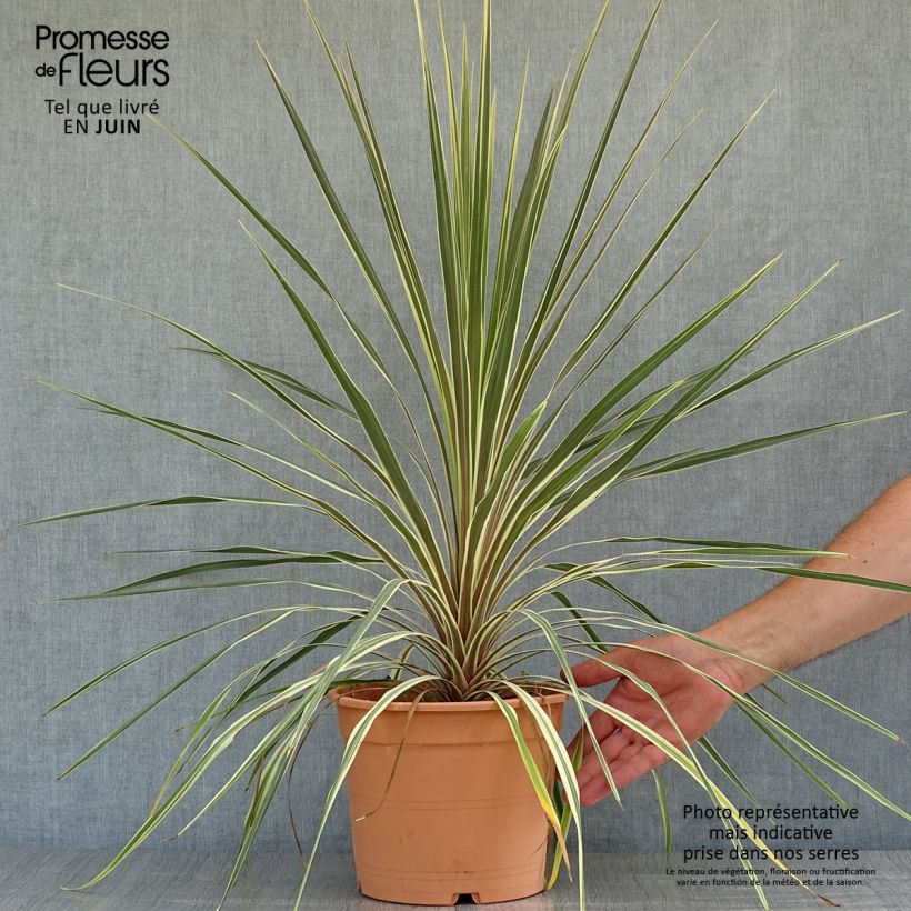 Exemplar von Cordyline australis Torbay Dazzler - Keulenlilie Topf mit 4L/5L wie im Sommer geliefert