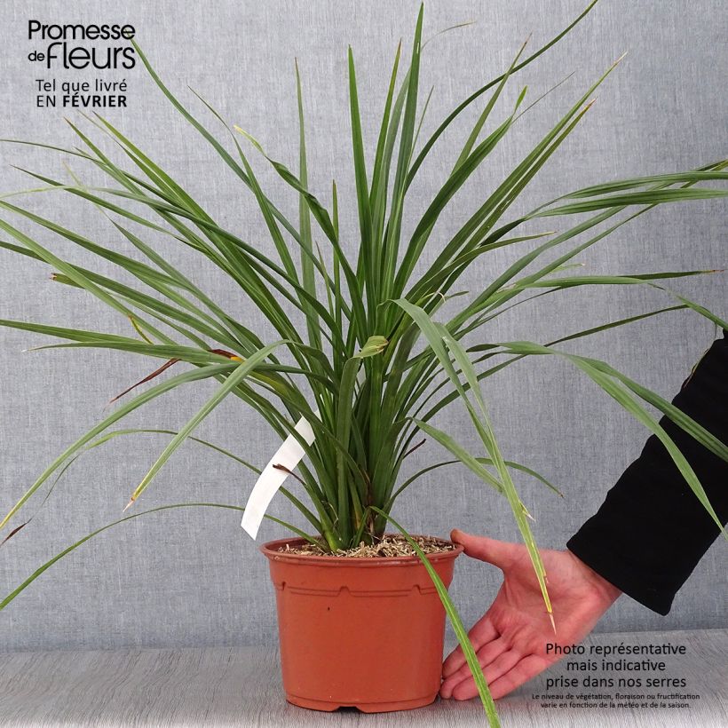 Exemplar von Cordyline australis - Keulenlilie Topf mit 3L/4L wie im Winter geliefert