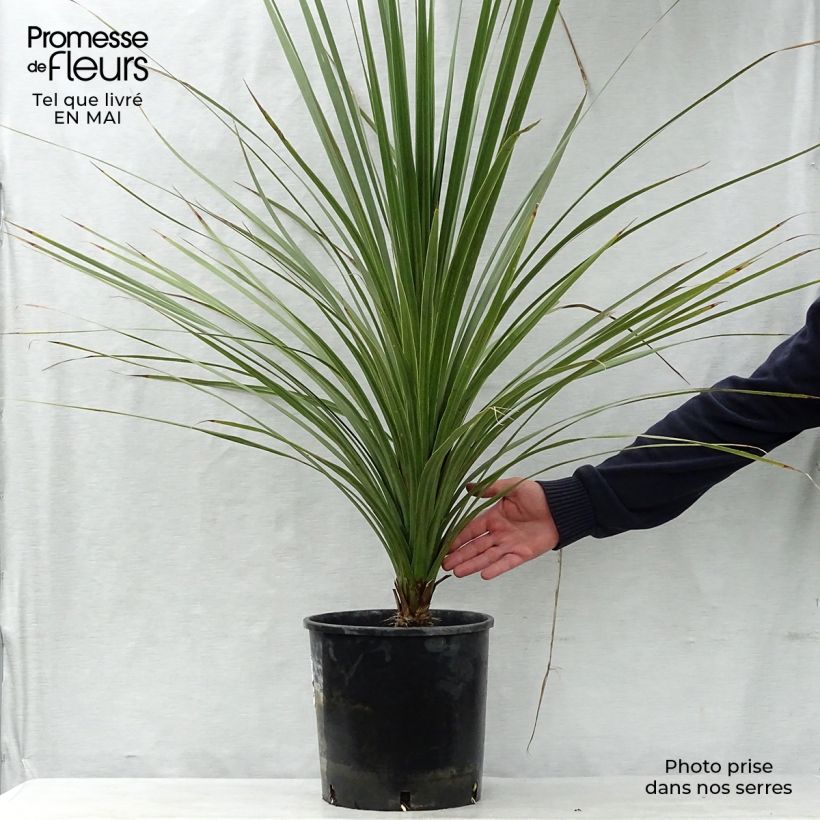 Exemplar von Cordyline australis - Keulenlilie Topf mit 6L/7L wie im Frühjahr geliefert