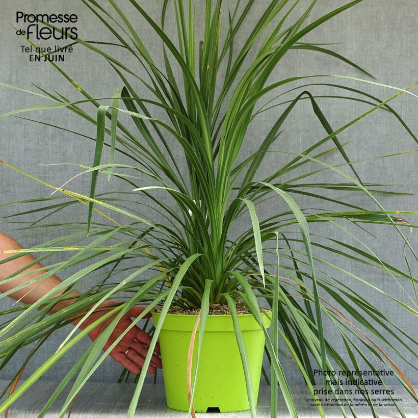 Exemplar von Cordyline australis - Keulenlilie Topf mit 6L/7L wie im Sommer geliefert