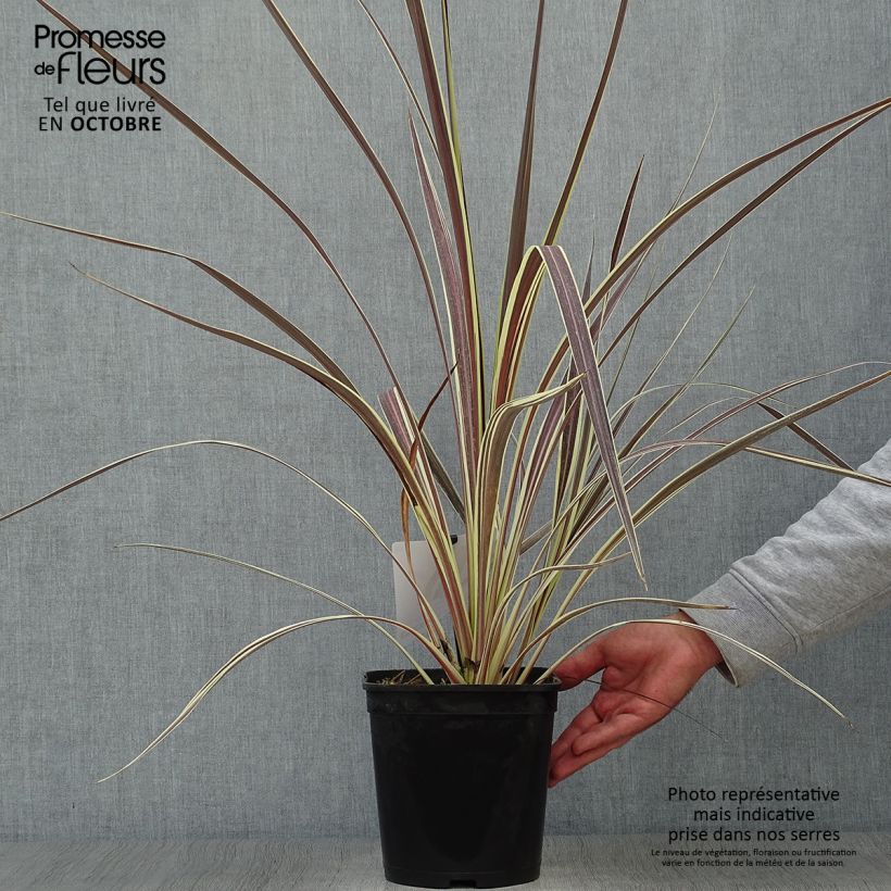 Exemplar von Cordyline banksii Electric Flash - Keulenlilie Topf mit 3L/4L wie im Herbst geliefert