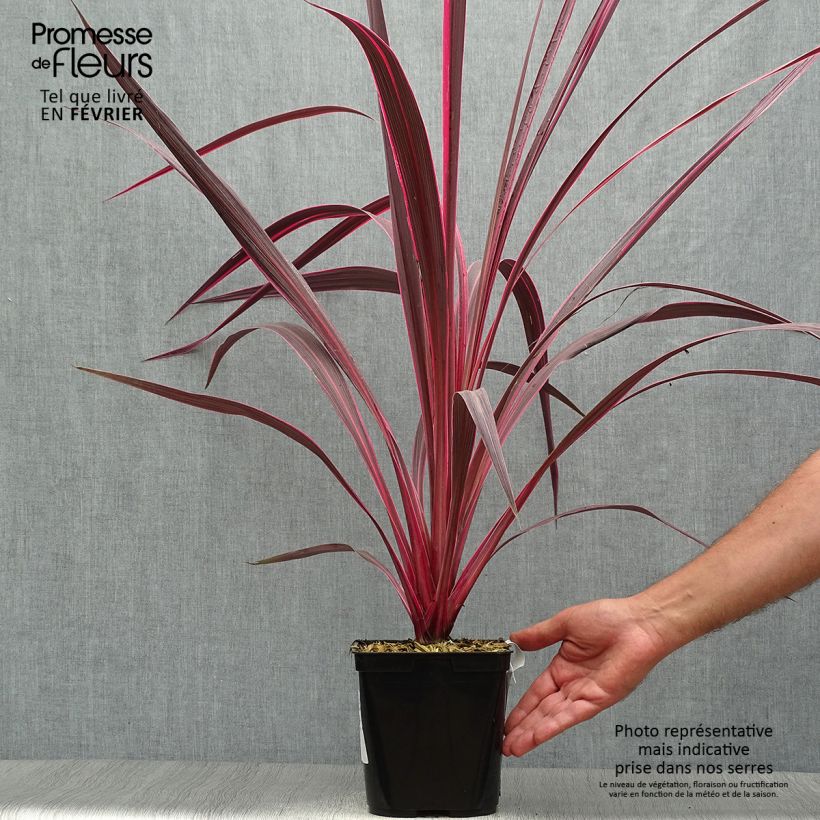 Exemplar von Cordyline banksii Electric Pink - Keulenlilie Topf mit 3L/4L wie im Herbst geliefert