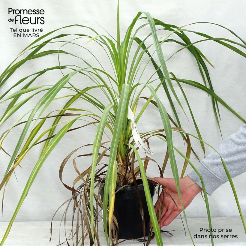 Exemplar von Cordyline indivisa - Keulenlilie Topf mit 3L/4L wie im Frühjahr geliefert