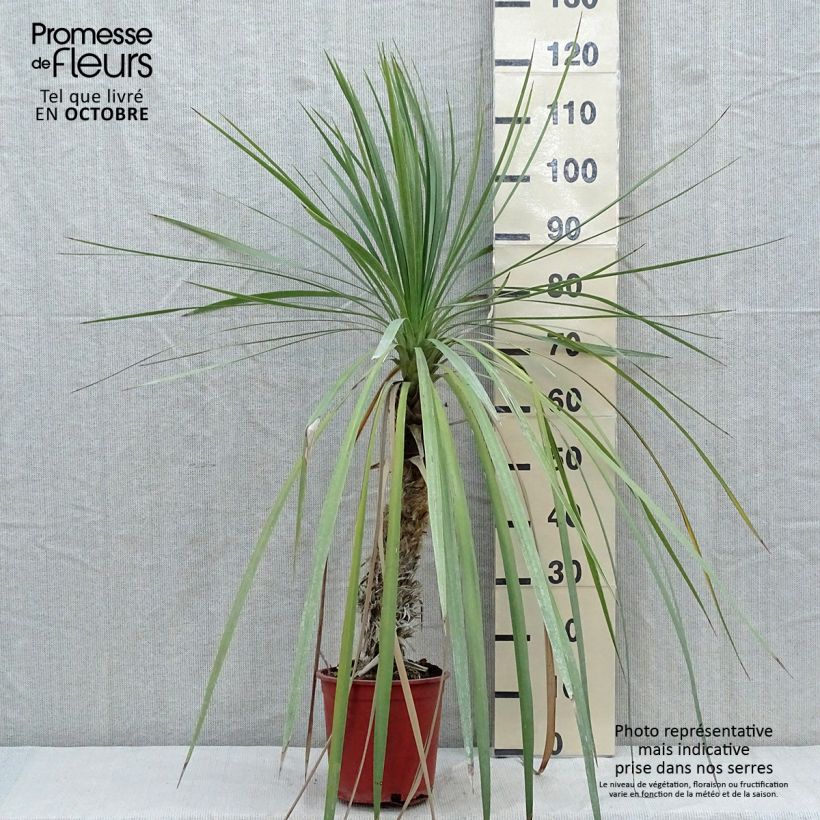 Exemplar von Cordyline indivisa - Keulenlilie Topf mit 3L/4L wie im Herbst geliefert