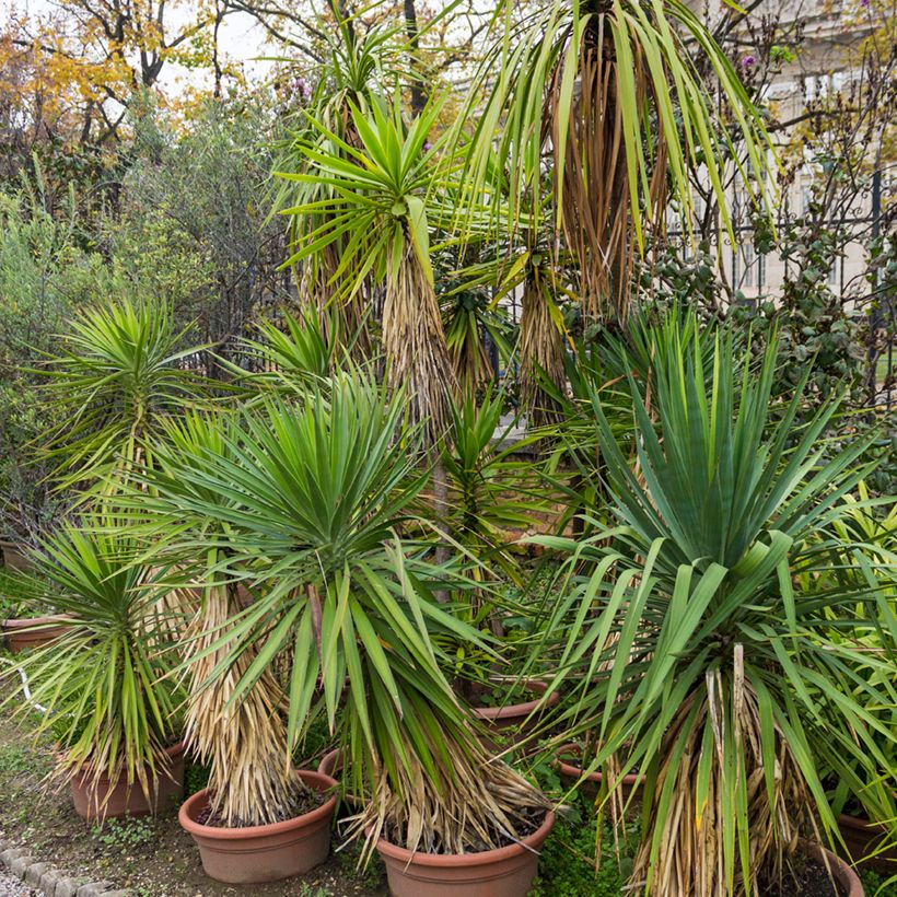 Cordyline indivisa - Keulenlilie (Hafen)