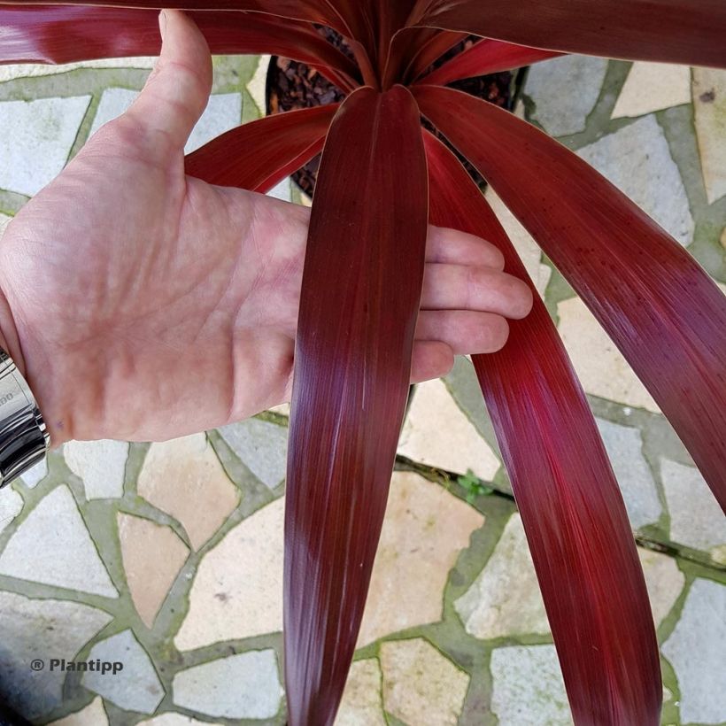 Cordyline obtecta Superstar - Keulenlilie (Laub)