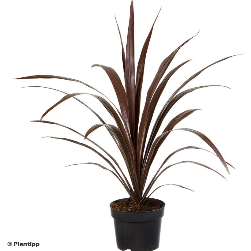 Cordyline obtecta Superstar - Keulenlilie (Hafen)