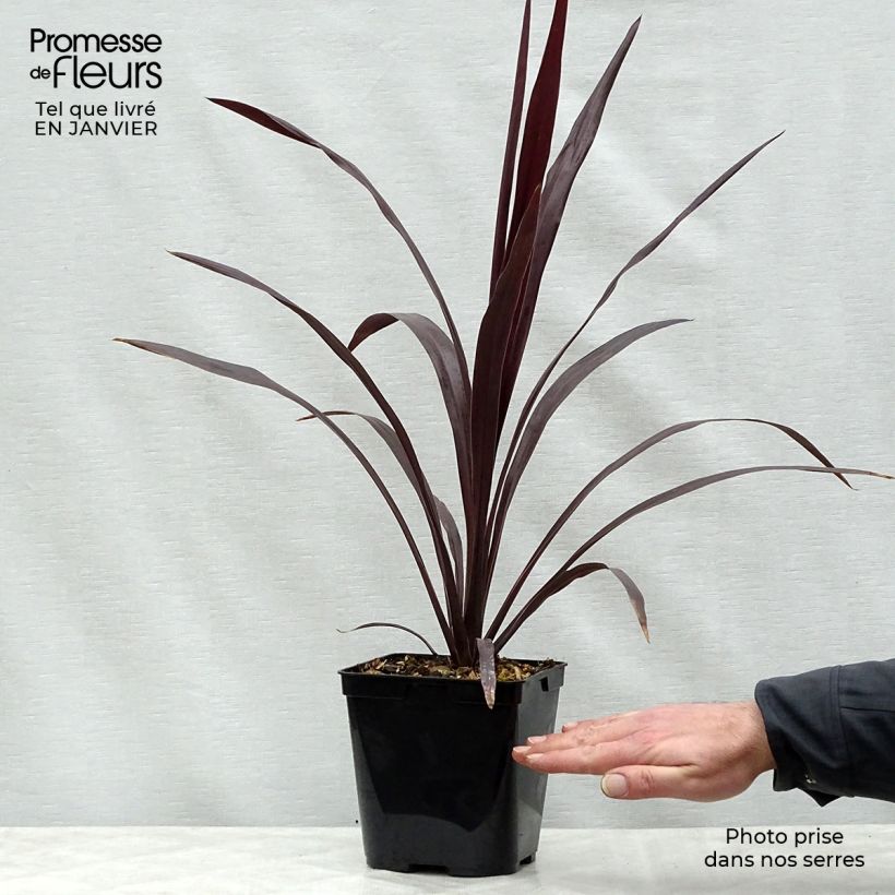 Exemplar von Cordyline obtecta Superstar - Keulenlilie Topf mit 3L/4L wie im Winter geliefert
