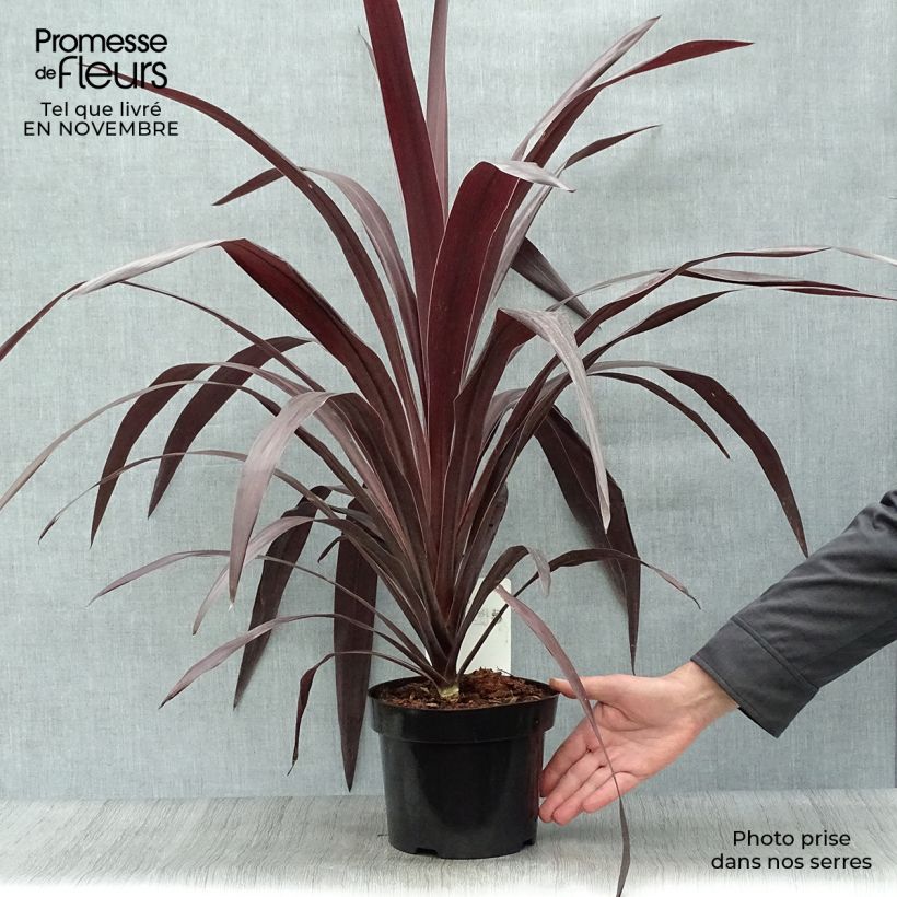 Exemplar von Cordyline obtecta Superstar - Keulenlilie Topf mit 3L/4L wie im Herbst geliefert