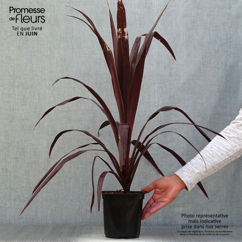 Exemplar von Cordyline obtecta Superstar - Keulenlilie Topf mit 3L/4L wie im Sommer geliefert