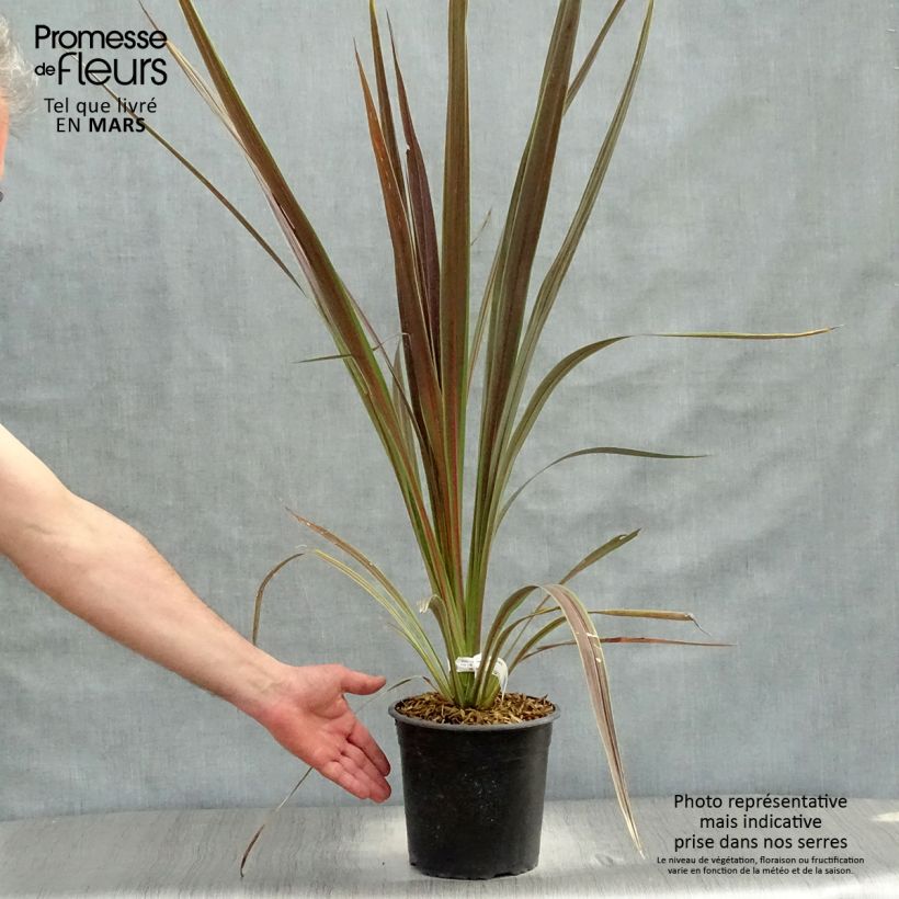 Exemplar von Cordyline banksii Electric Star - Keulenlilie Topf mit 3L/4L wie im Frühjahr geliefert