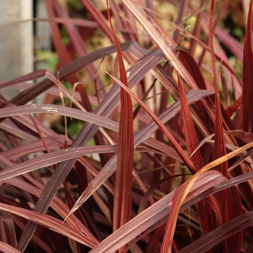Cordyline australis Design a Line Burgundy - Keulenlilie (Laub)