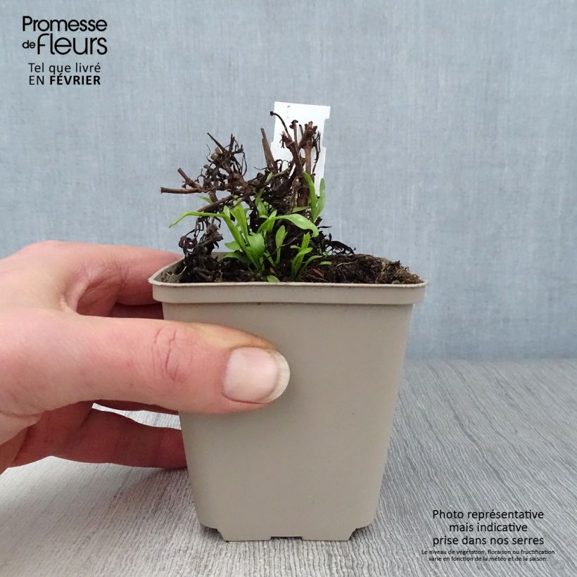 Exemplar von Mädchenauge Cosmic Eye - Coreopsis Kleine Töpfe von 8/9 cm wie im Winter geliefert