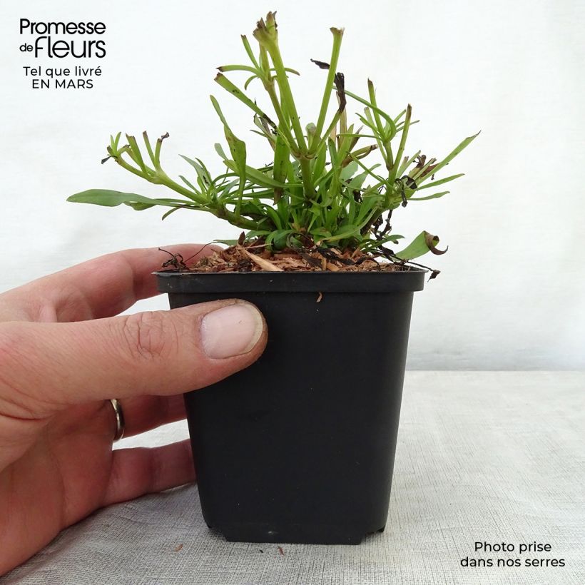 Exemplar von Mädchenauge Cosmic Eye - Coreopsis Kleine Töpfe von 8/9 cm wie im Frühjahr geliefert