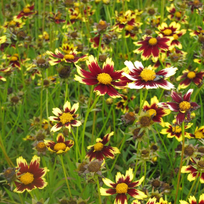 Mädchenauge Cosmic Eye - Coreopsis (Hafen)