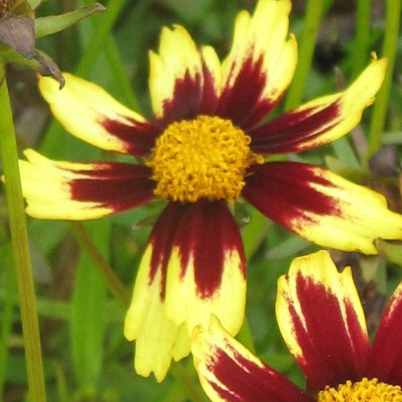 Mädchenauge Cosmic Eye - Coreopsis (Blüte)