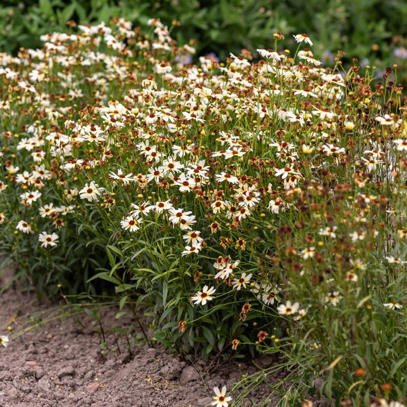 Mädchenauge Fool's Gold (Samen) - Coreopsis (Hafen)