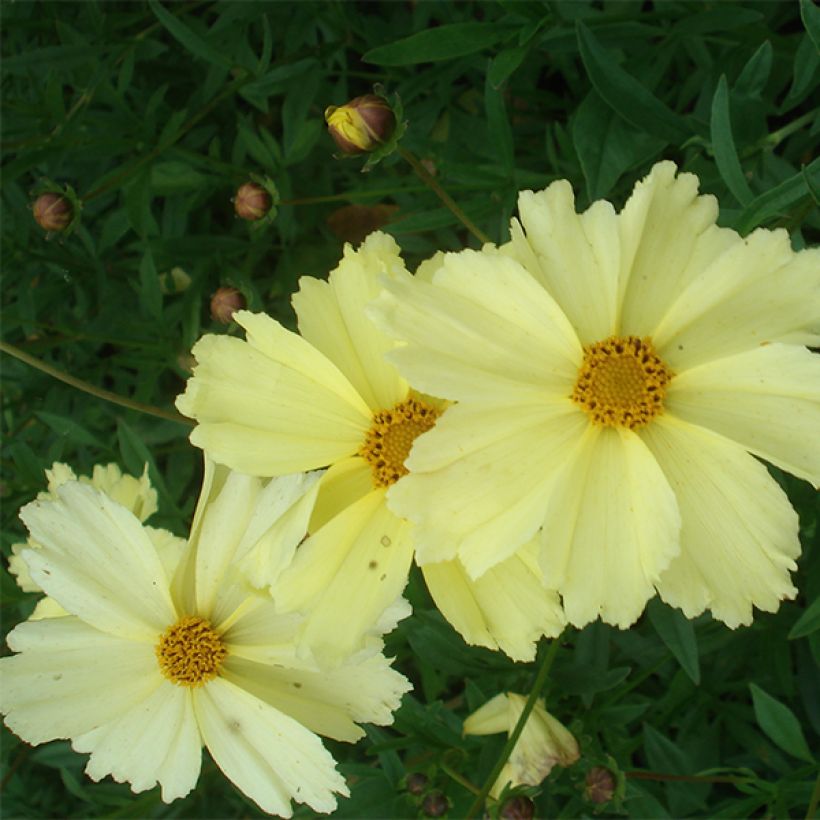 Mädchenauge Full Moon Madness - Coreopsis (Blüte)