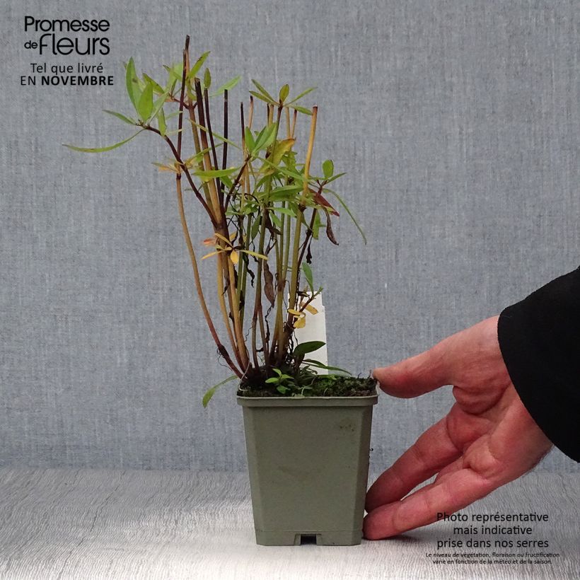 Exemplar von Mädchenauge Full Moon Madness - Coreopsis Kleine Töpfe von 8/9 cm wie im Herbst geliefert