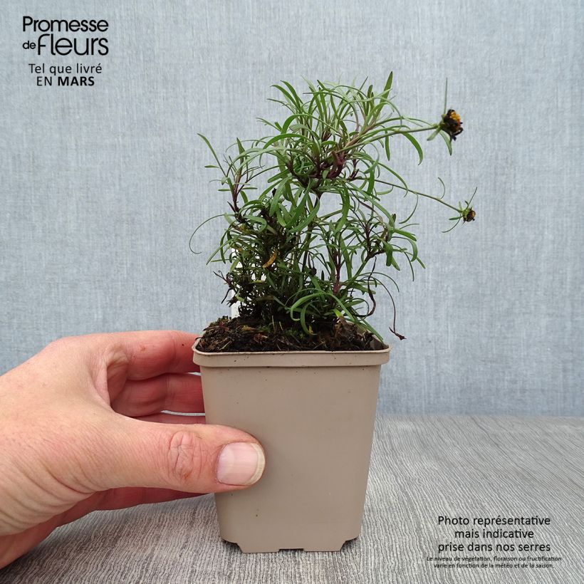 Exemplar von Mädchenauge Honeybunch Red & Gold - Coreopsis Kleine Töpfe von 8/9 cm wie im Frühjahr geliefert