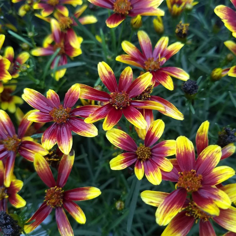 Mädchenauge Honeybunch Red & Gold - Coreopsis (Blüte)