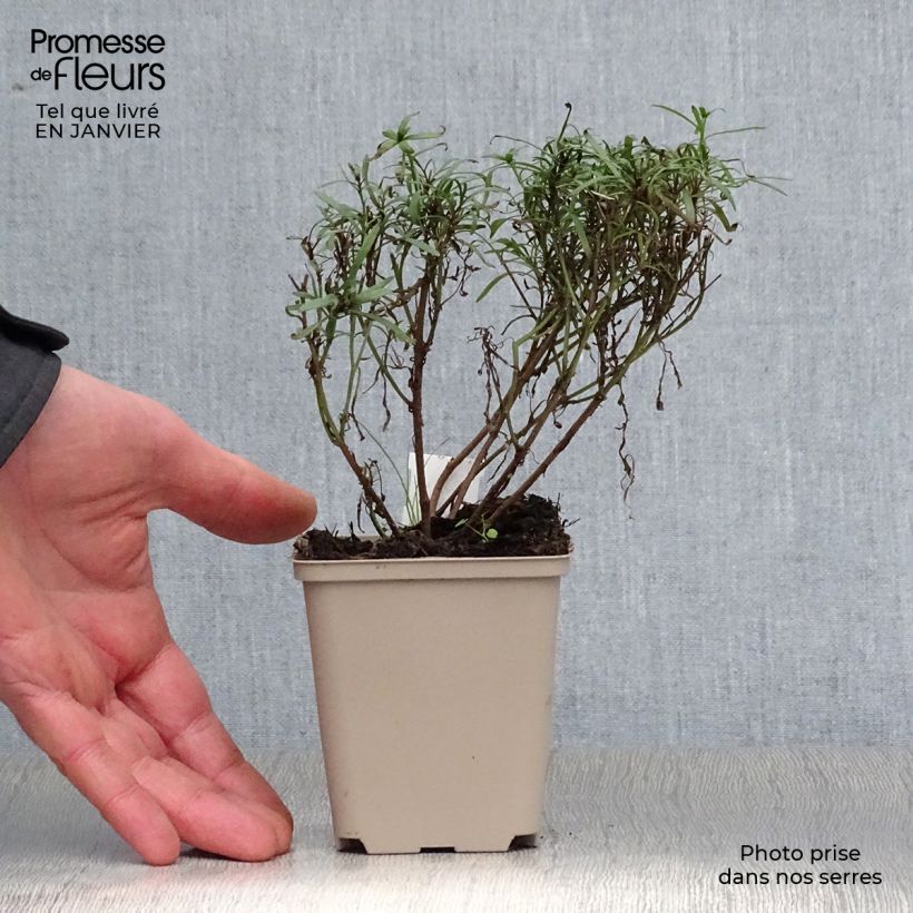 Exemplar von Mädchenauge Honeybunch Red & Gold - Coreopsis Kleine Töpfe von 8/9 cm wie im Winter geliefert