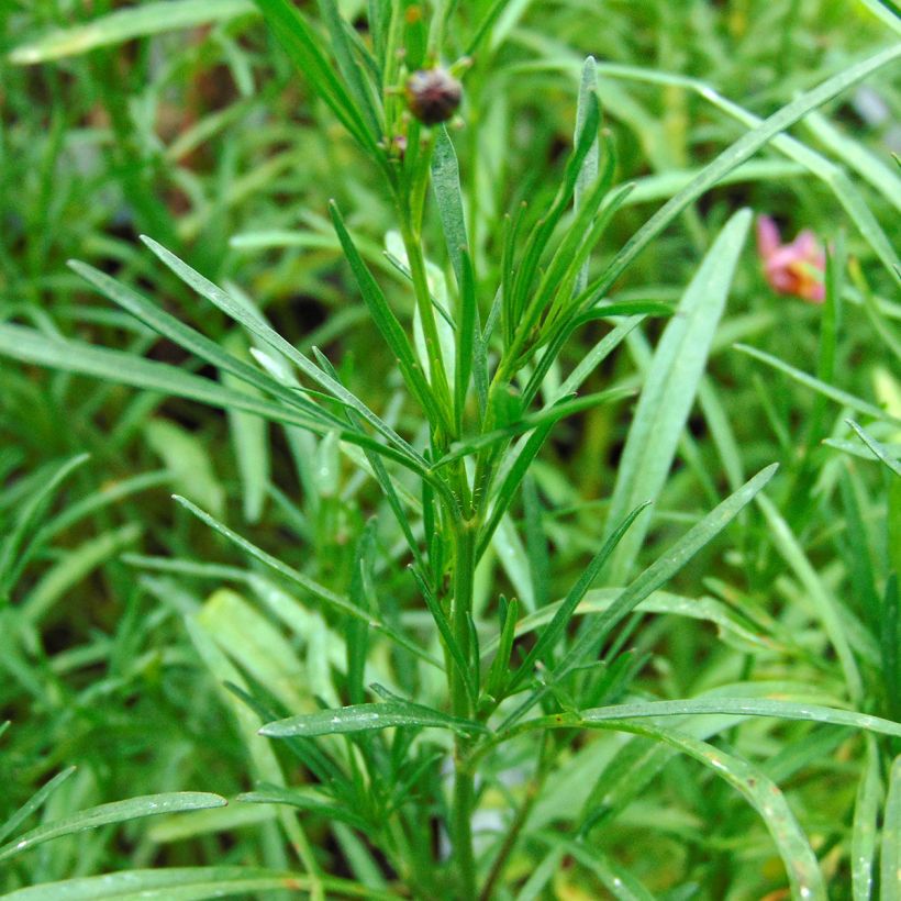 Mädchenauge Limerock Passion - Coreopsis (Laub)