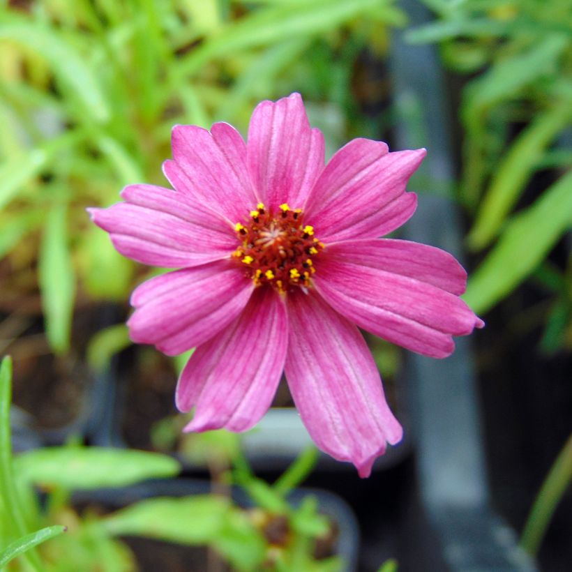 Mädchenauge Limerock Passion - Coreopsis (Blüte)