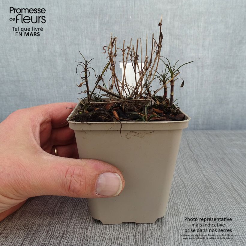 Exemplar von Mädchenauge Limerock Passion - Coreopsis Kleine Töpfe von 8/9 cm wie im Winter geliefert