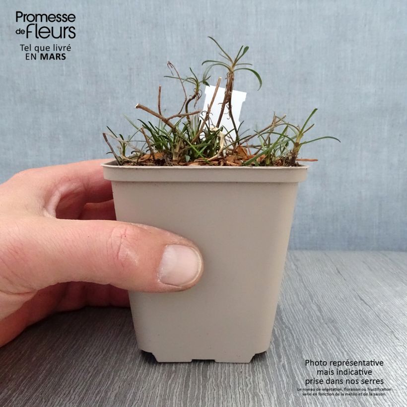 Exemplar von Mädchenauge Limerock Passion - Coreopsis Kleine Töpfe von 8/9 cm wie im Frühjahr geliefert