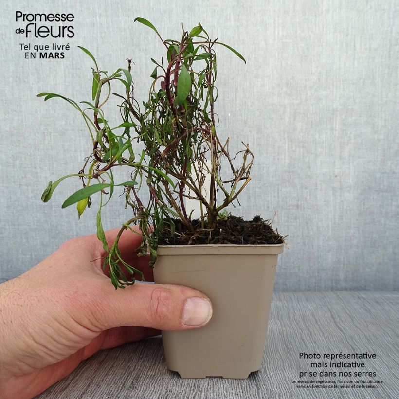 Exemplar von Mädchenauge Limerock ruby - Coreopsis rosea Kleine Töpfe von 8/9 cm wie im Winter geliefert